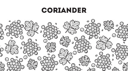 Coriander sketch. Horizontal seamless pattern. Chinese parsley. Hand drawn vector illustration. Handful of spice. Kitchen spice