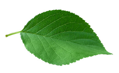 One cherry tree leaf isolated on white