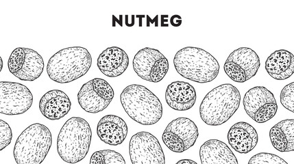 Nutmeg sketch. Horizontal seamless pattern. Hand drawn vector illustration. Kitchen spice