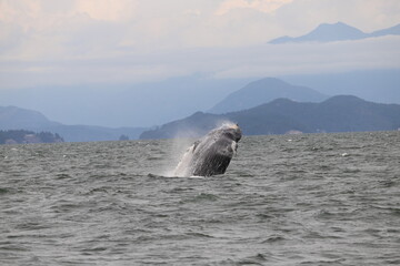 Humpback whale breaching off Vancouver 