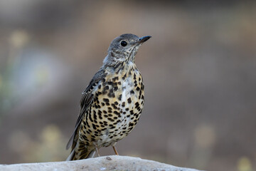 Mistle Thrush feeding near water sources high in the mountains