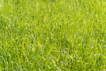Bright green meadow in sunshine. A bright green grassland under direct sunlight. The stalks are tall and glow intensely in the backlight.