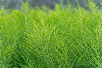 Close-up of Canadian fleabane with delicate buds. The light emphasizes the delicate structure of the leaves.
