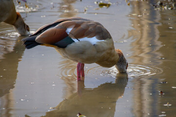 Birds Egyptian geese drinking and bathing at watering hole in summer, Wildlife scene, refreshing water, natural behavior for nature and wildlife themes