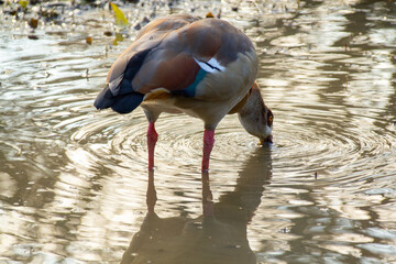 Birds Egyptian geese drinking and bathing at watering hole in summer, Wildlife scene, refreshing water, natural behavior for nature and wildlife themes