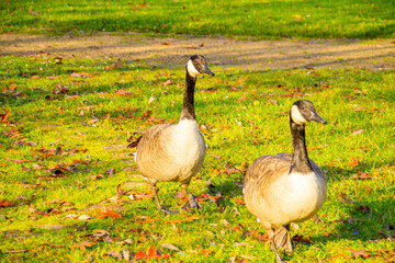 Canadian geese, birds North America on shore pond, Canada geese enjoying green pasture, Natural grazing behavior, nature reserve