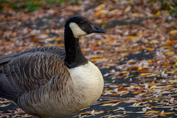 Canadian geese, birds North America on shore pond, Canada geese enjoying green pasture, Natural grazing behavior, nature reserve