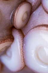 Marine cephalopod, Octopus tentacle macro, slimy surface, raw seafood, close-up texture, marine...