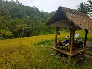 Bamboo hut with coconuts in Bali rice fields, surrounded by palm trees and lush tropical greenery.
