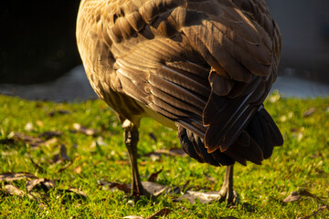 Canadian geese, birds North America on shore pond preparing for southern migration, Natural grazing...
