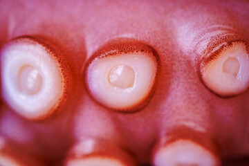 Marine cephalopod, Octopus tentacle macro, slimy surface, raw seafood, close-up texture, marine...