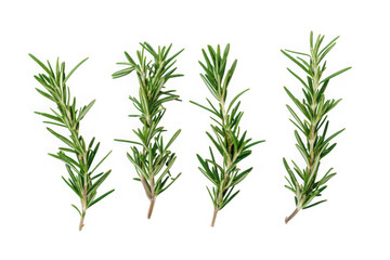Fototapeta premium Four fresh rosemary sprigs isolated on a black background