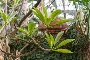 Obraz premium Young frangipani leaves grow in fresh green on a branched branch. The background shows tropical vegetation.