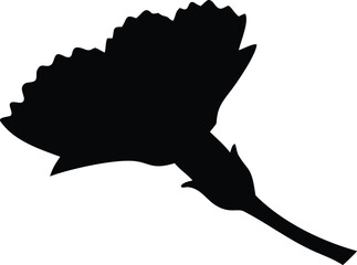 Carnation flower silhouette exhibits its distinct ruffled petals on a white background