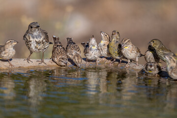 Birds drinking from water sources high in the mountains