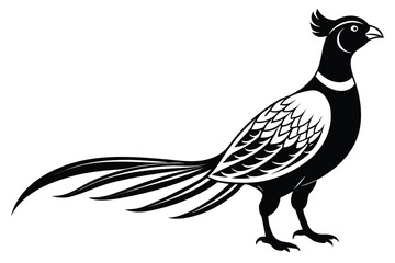 Elegant Pheasant in Black and White on a Clear White Background