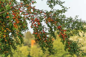 The overflowing branches of the cherry plum tree bend under the weight of the fruit. A summer scene...