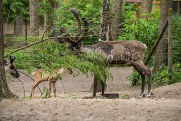 European Forest Reindeer rangifer tarandus fennicus
