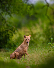Mother and baby golden jackal (Canis aureus) sharing a tender moment in lush green grassland of Keoladeo National Park, India. Wildlife behavior captured in natural forest habitat.