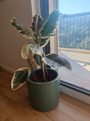 Indoor rubber plant by the window, bathed in natural light. A fresh, modern touch for interior or...