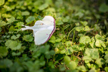 A large North American Luna Moth at rest © Mary Swift