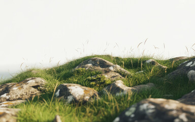 Grassy Hillside with Rocks and Sparse Vegetation green grass