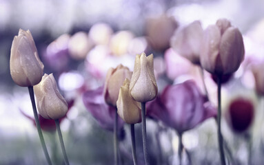 tulpen gefärbt collage trauer sepia panorama friedwald ruhe lila violett karte
