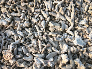close up of sea shells