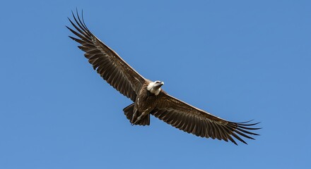 Fototapeta premium Griffon vulture soaring in a clear blue sky isolated on blue background