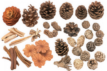 Collection of natural forest elements including pine cones and twigs