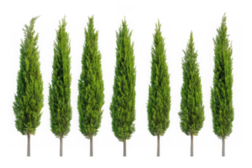 Row of seven tall green cypress trees against a black background
