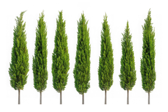 Row of seven tall green cypress trees against a black background