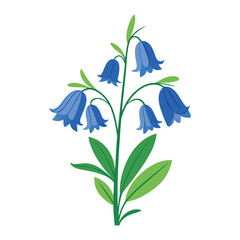 Bluebell flowers with green leaves vector illustration plant bloom