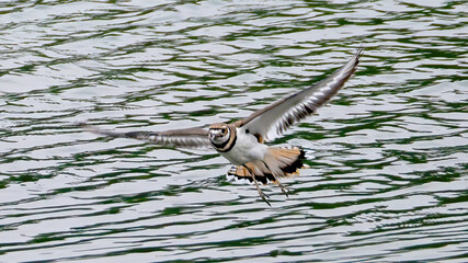 The Killdeer (Charadrius vociferus) is flying over the lake