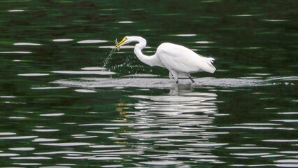 An egret is preying on the water
