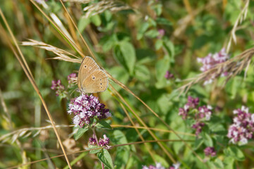 Ringlet (Aphantopus hyperantus) butterfly sitting on a light pink flower in Zurich, Switzerland