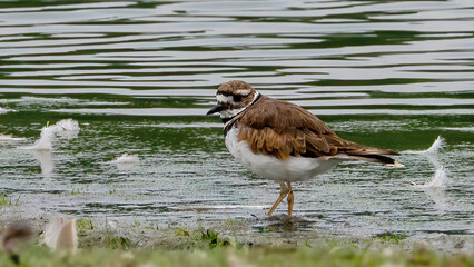 The Killdeers (Charadrius vociferus) are staying by the lake
