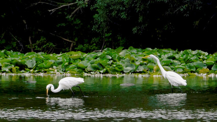 A pair of egrets is preying on the water