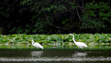 A pair of egrets is preying on the water