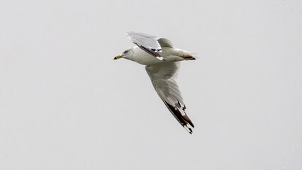 A seagull is flying in the sky
