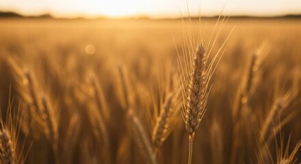 Fototapeta premium Golden Wheat Field Under Warm Sunset Sky