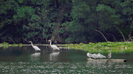 A pair of egrets is preying on the water