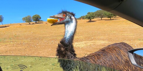 Aldea del Fresno, Madrid, Spain July 12, 2025 Safari Madrid is a rescue center for various species and semi-freedom. © GenadiyGM
