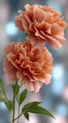 Close-up view of beautiful peony flowers showcasing vibrant colors and intricate petal details in a softly lit, ethereal setting