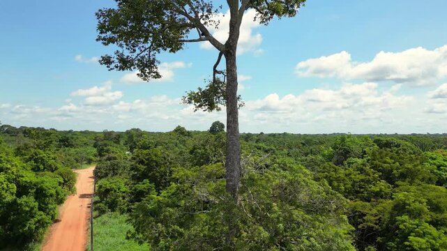 Aerial drone video showing a majestic Brazil nut tree (Bertholletia excelsa) rising high above the surrounding forest canopy in the brazilian Amazon