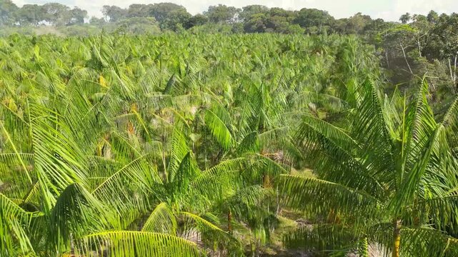 Aerial drone video showing an acai palm (Euterpe oleracea) plantation on non-flooded upland in the rural area of Cameta, in the state of Para, Brazil