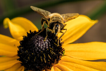 Eristalis tenax drone fly on Rudbeckia hirta flower collecting pollen