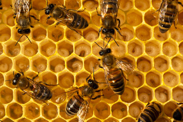 Life and reproduction of bees
Bees take care of larvae, their new generation.
