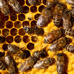 A bee emerges from an open cocoon.