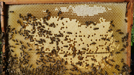 Bee larvae and cocoons.
The beginning of the development of larvae of future bees. They can be seen...